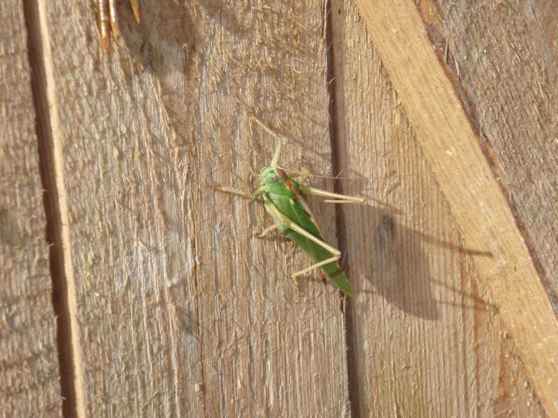 mojabudowa.pl - blog budowlany