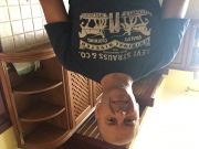 blog budowlany - avatar 12palio