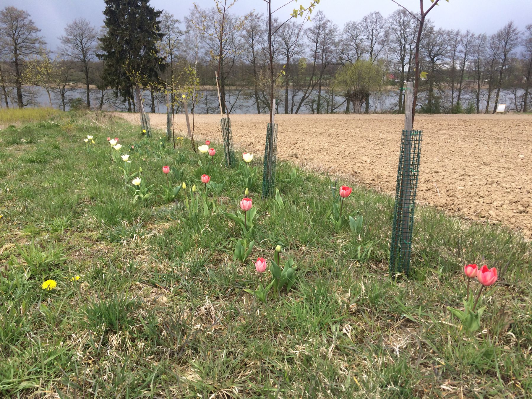 Zdjęcie do wpisu: Chudziaki c.d., zbrojenia i ławy