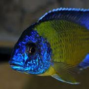 blog budowlany - avatar akwarysci