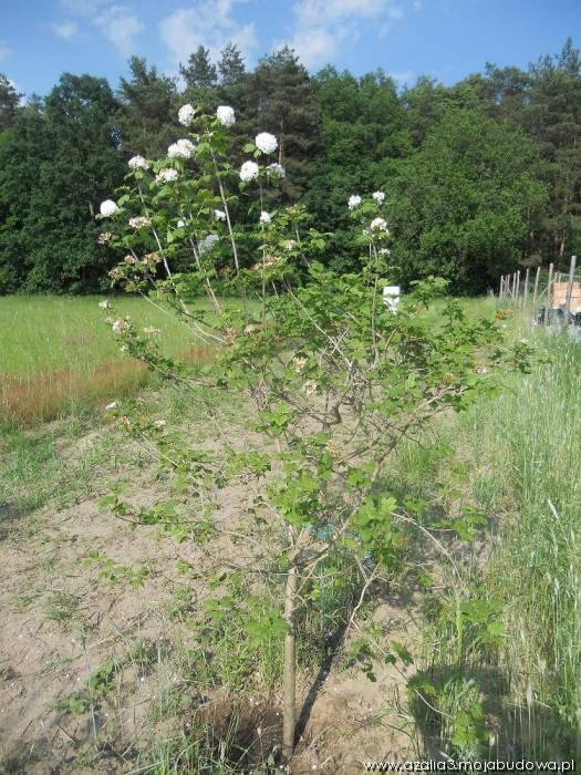 blog budowlany - mojabudowa.pl
