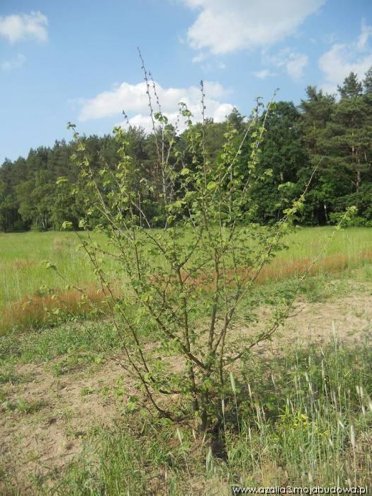 blog budowlany - mojabudowa.pl