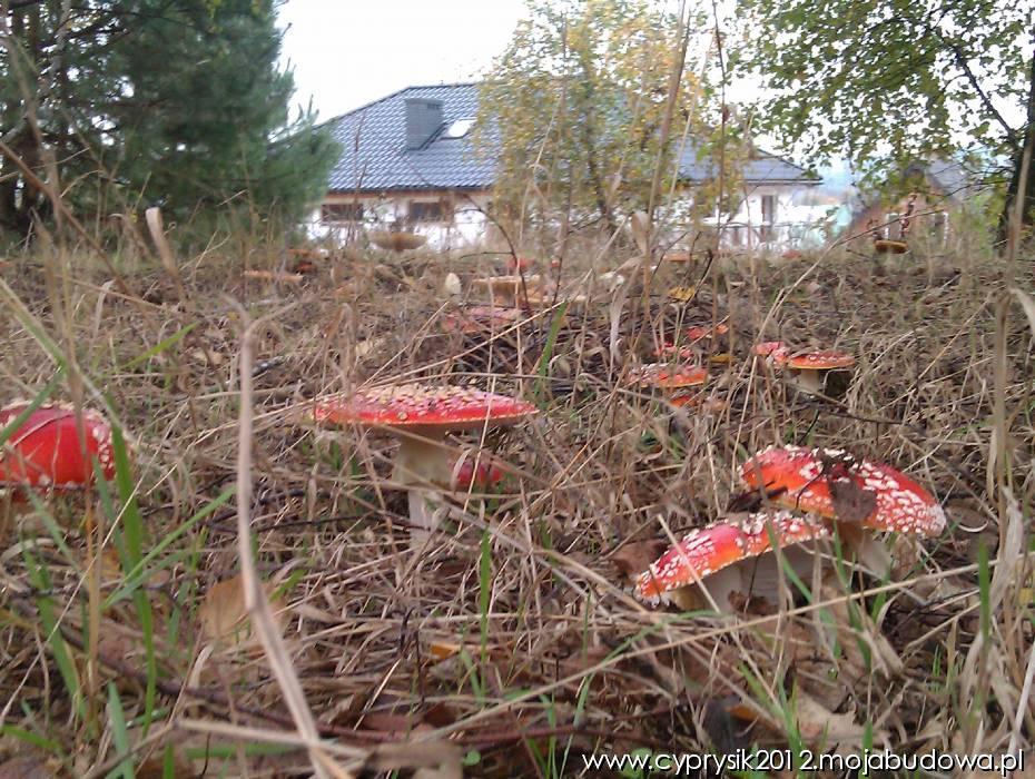 blog budowlany - mojabudowa.pl
