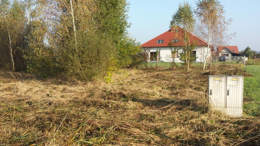 Przed wycinką. (06.10.2014)