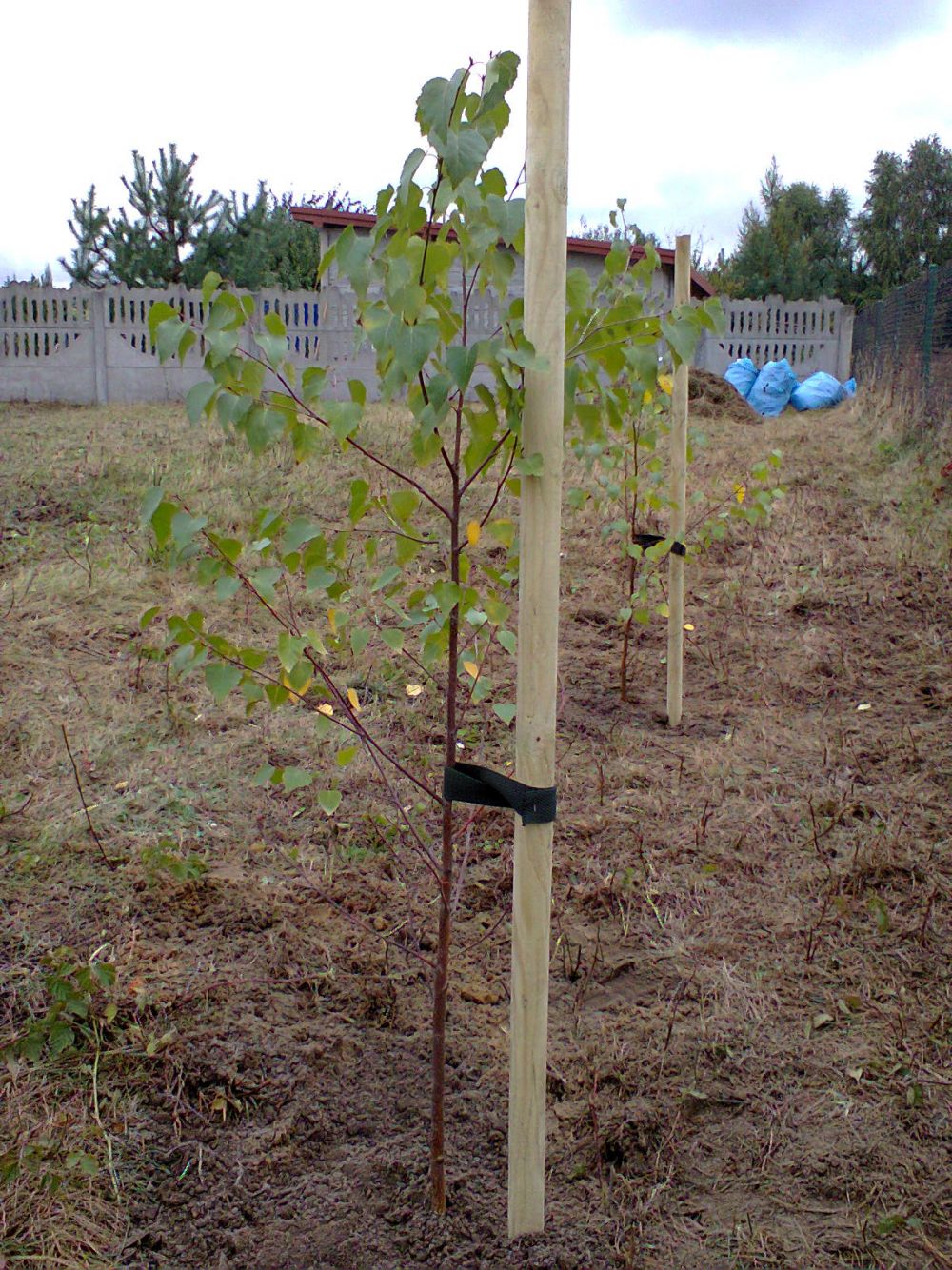 blog budowlany - mojabudowa.pl