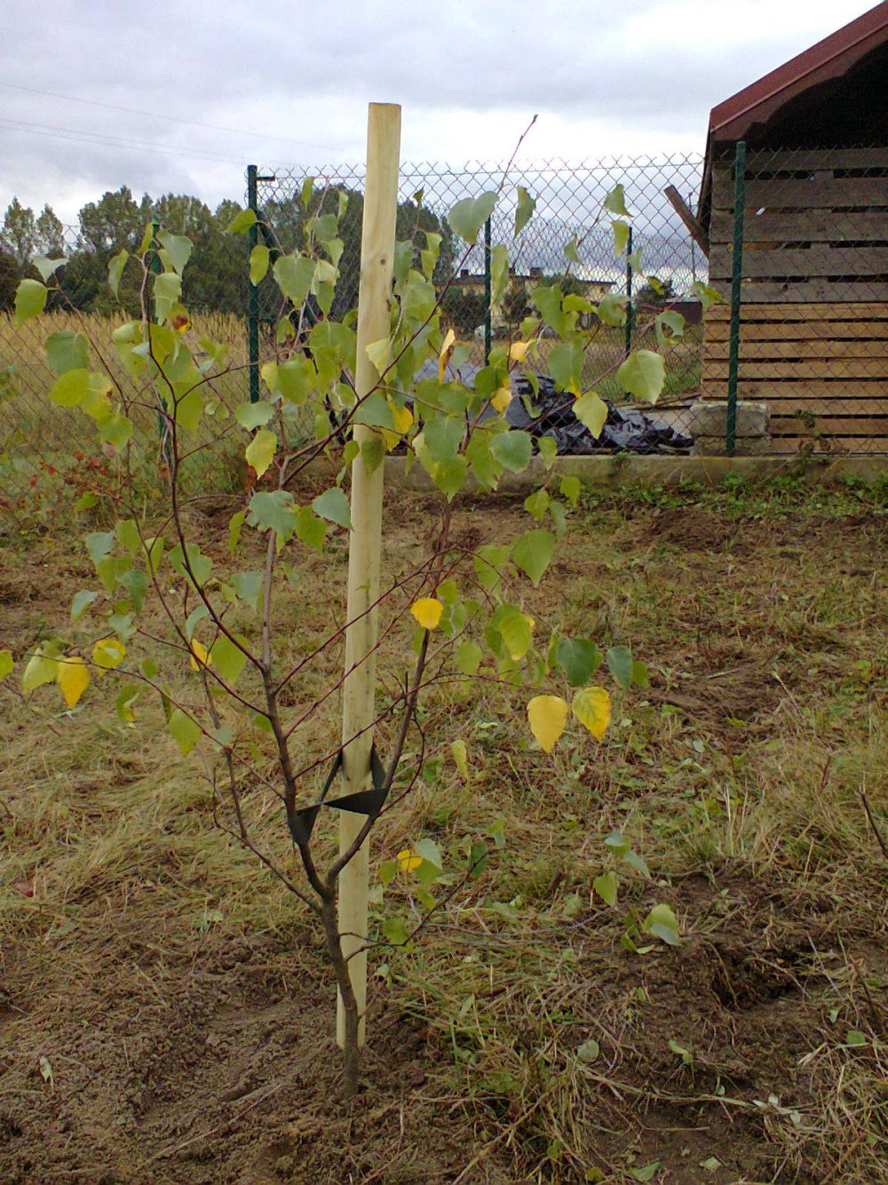 blog budowlany - mojabudowa.pl