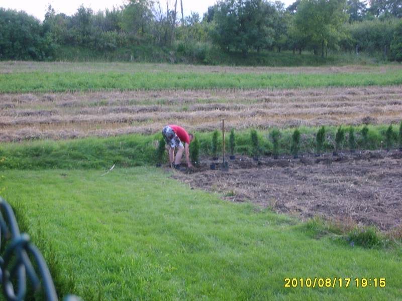 Zdjęcie do wpisu: działka-sadzenie drzewek