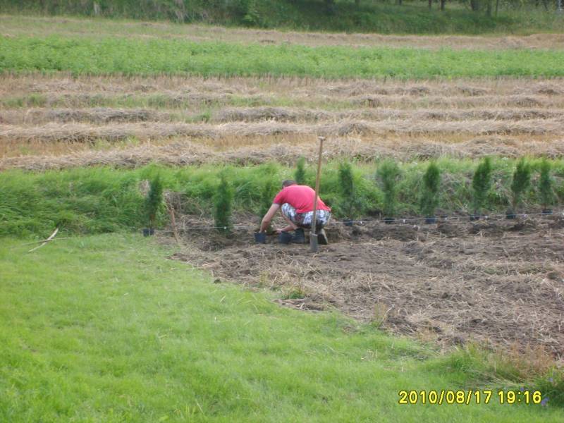 Zdjęcie do wpisu: działka-sadzenie drzewek