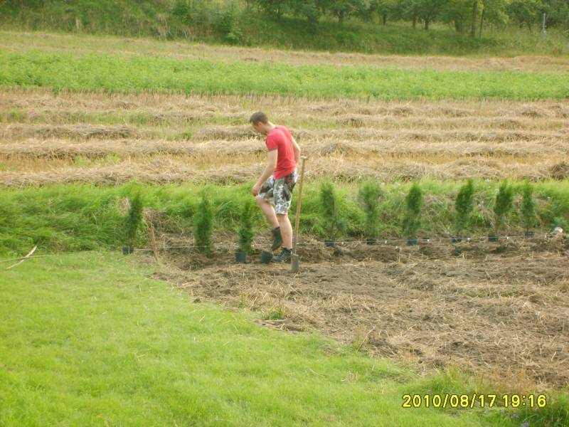 Zdjęcie do wpisu: działka-sadzenie drzewek