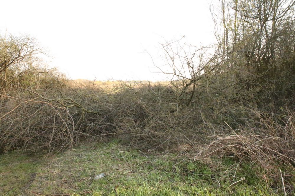 Zdjęcie do wpisu: Wiosenne porządkowanie działki.