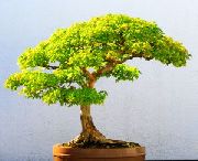 blog budowlany - avatar domwbonsai