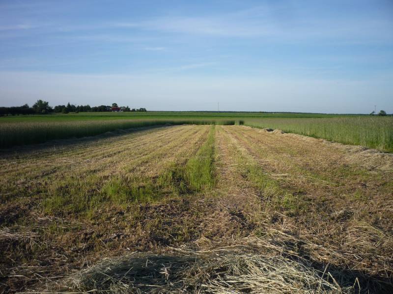 Zdjęcie do wpisu: Nasza działka - jeszcze pusta