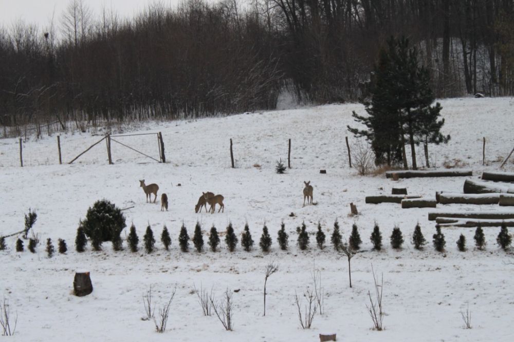 Zdjęcie do wpisu: Guliwer 2015