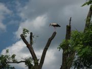 blog budowlany - avatar idaredy2015