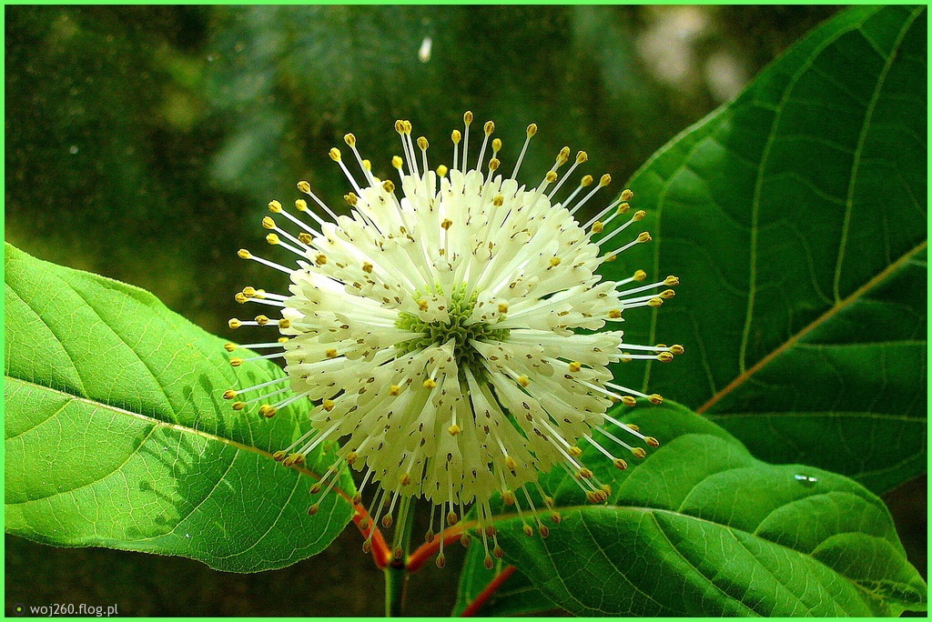 mojabudowa.pl - blog budowlany