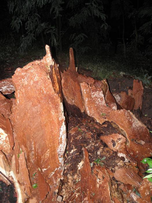 Potęrzny dąb, wysokośc około 30m i średnica około 3m
