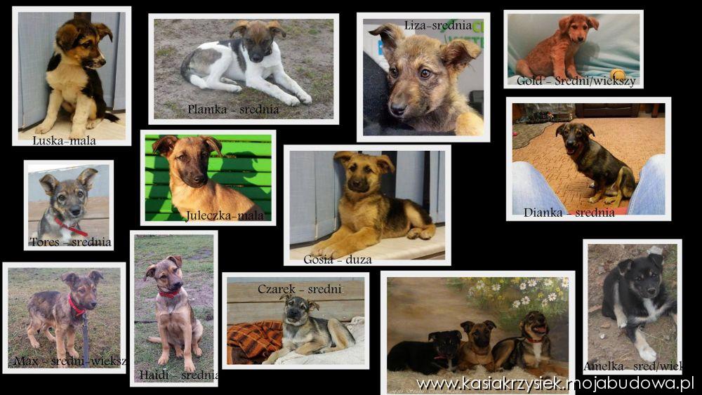 psiaczki do adopcji