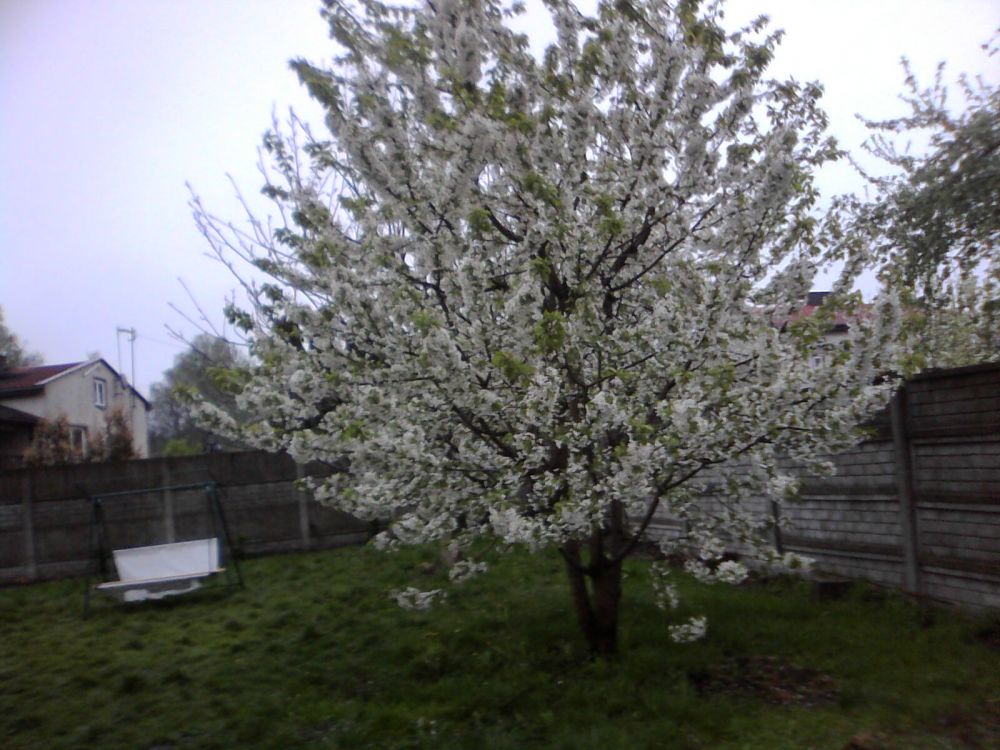 blog budowlany - mojabudowa.pl