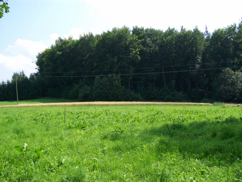 Zdjęcie do wpisu: Papierki