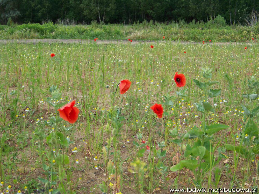 blog budowlany - mojabudowa.pl