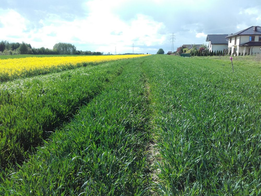 Zdjęcie do wpisu: ściernisko