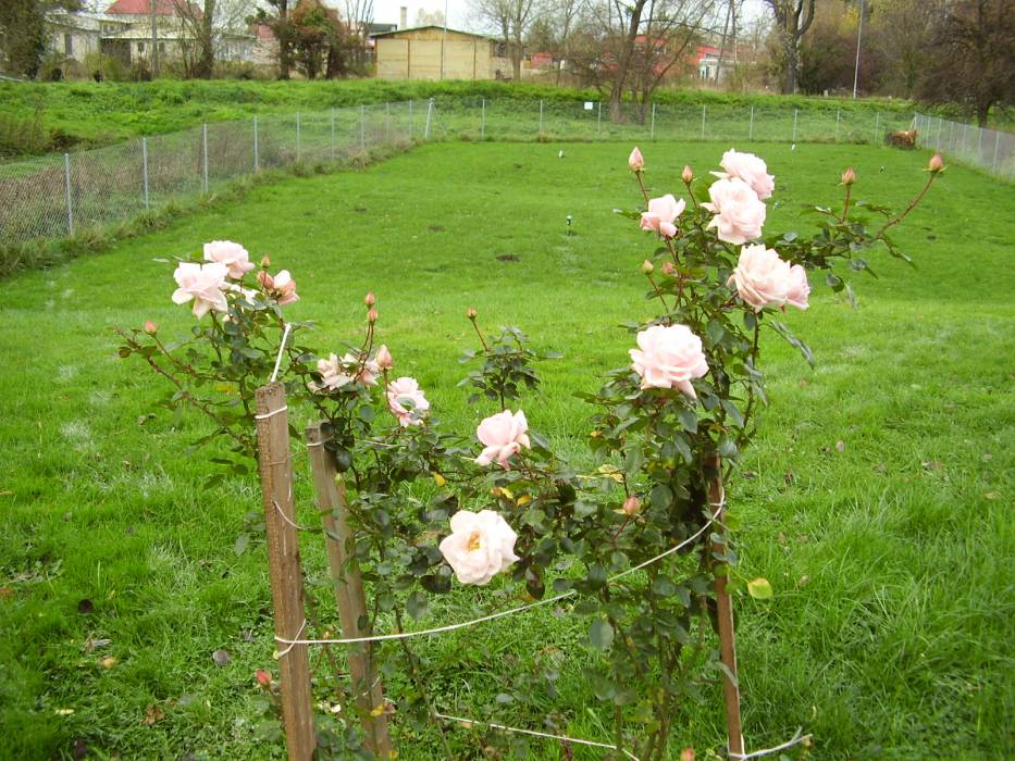 Zdjęcie do wpisu: JESIEŃ W OGRODZIE