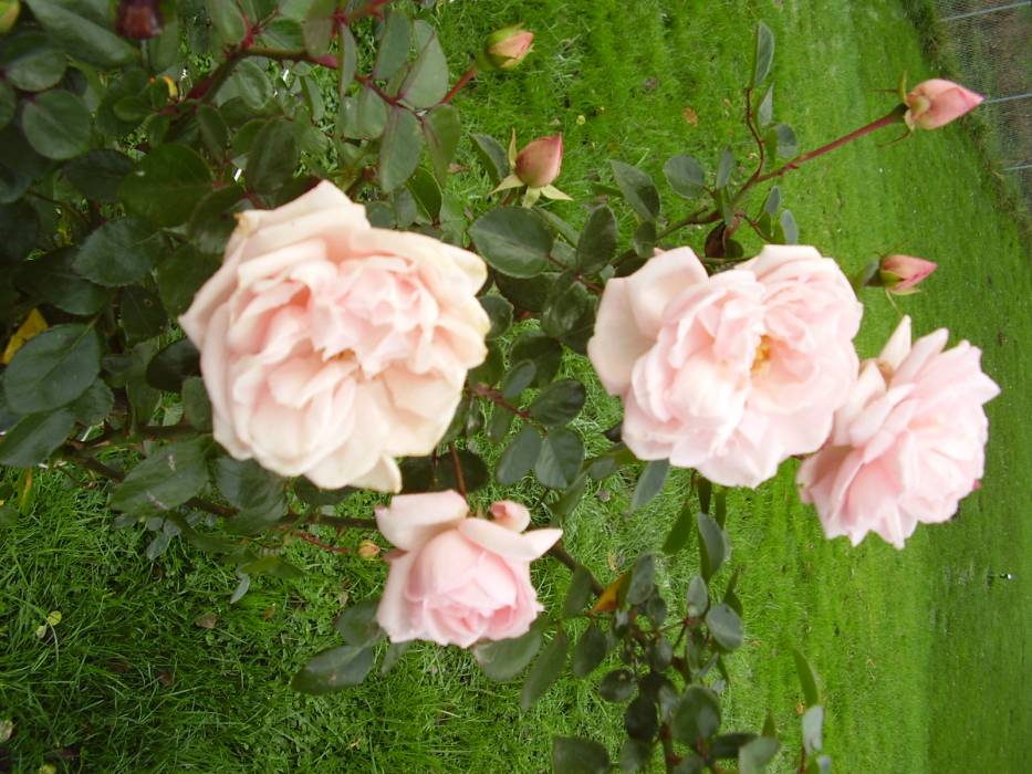 Zdjęcie do wpisu: JESIEŃ W OGRODZIE