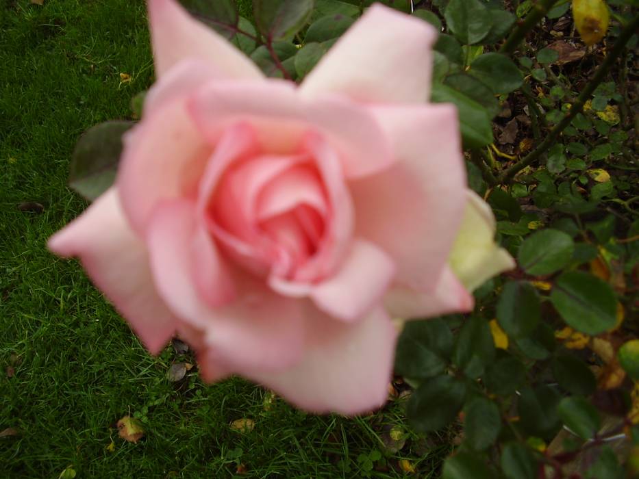 Zdjęcie do wpisu: JESIEŃ W OGRODZIE