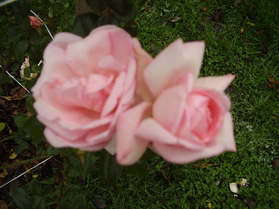 Zdjęcie do wpisu: JESIEŃ W OGRODZIE