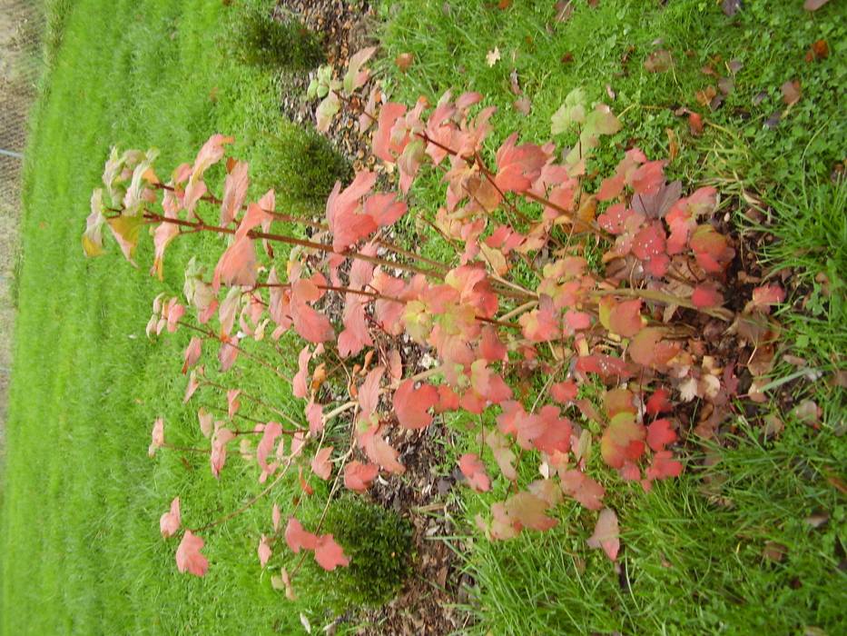 Zdjęcie do wpisu: JESIEŃ W OGRODZIE