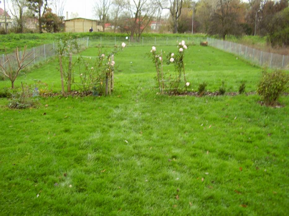 Zdjęcie do wpisu: JESIEŃ W OGRODZIE