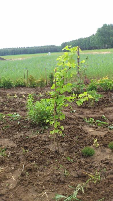 blog budowlany - mojabudowa.pl