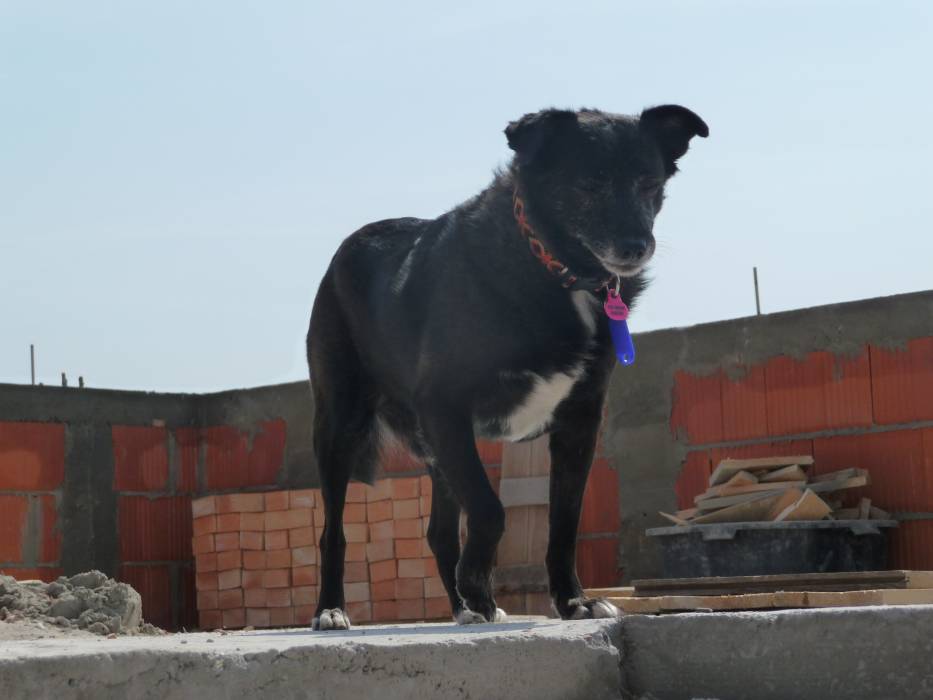 blog budowlany - mojabudowa.pl