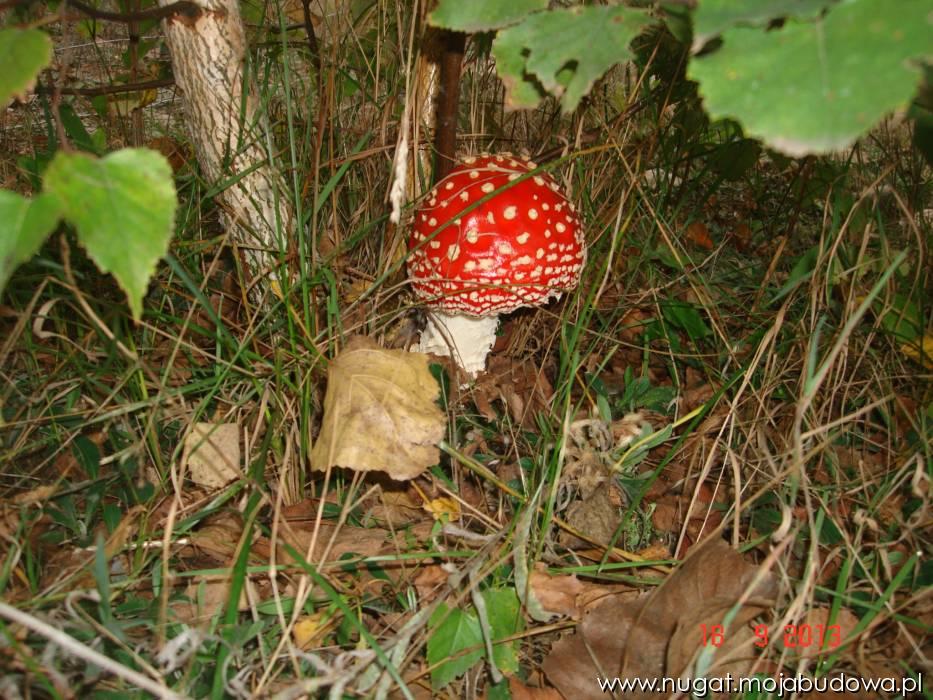 blog budowlany - mojabudowa.pl