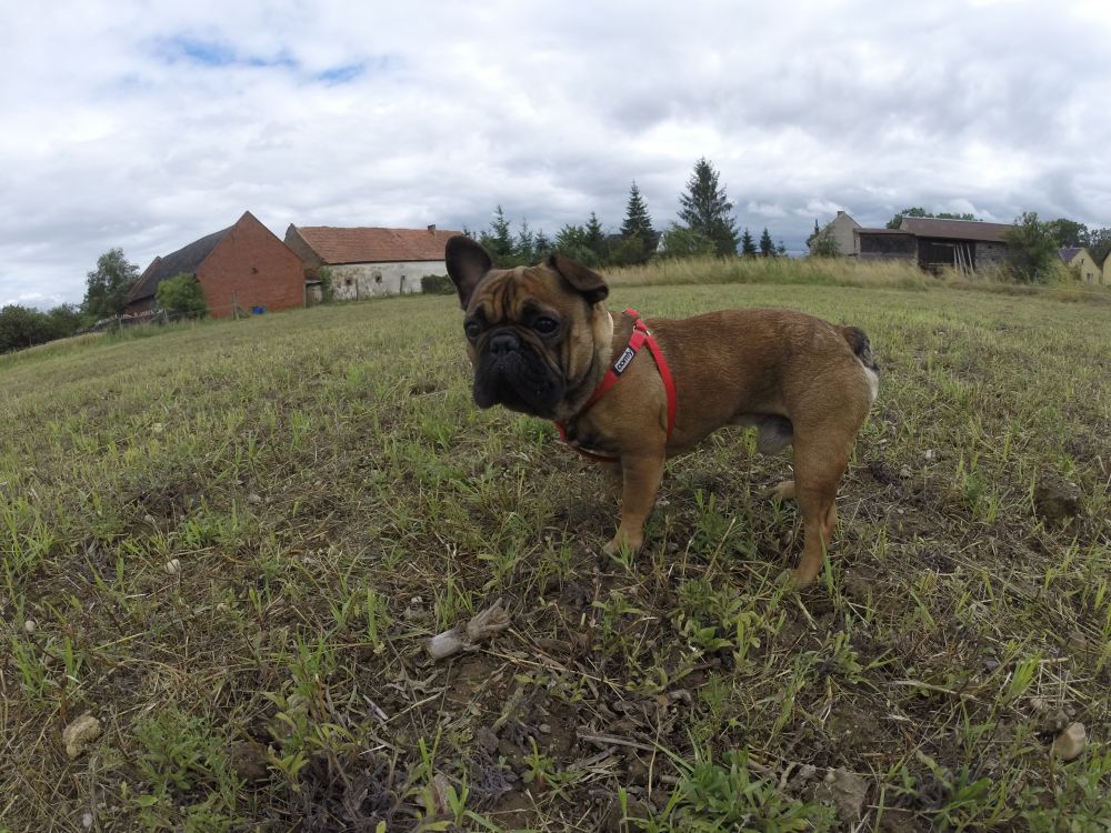 Zdjęcie do wpisu: Koszenie