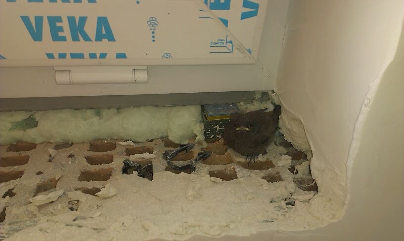 blog budowlany - mojabudowa.pl