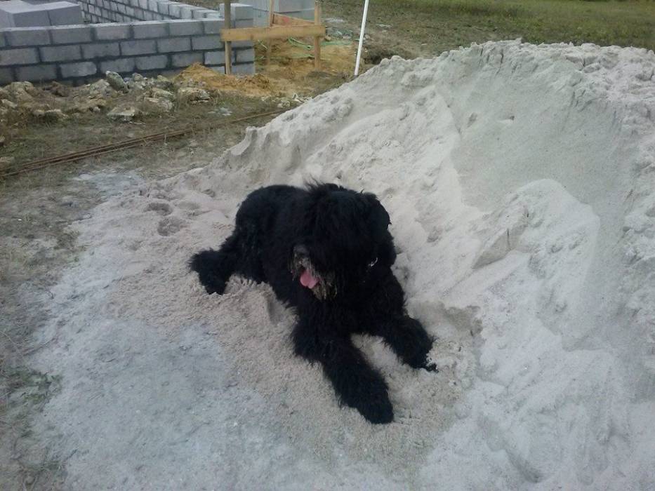 nasz psiaczek juz w swoim zywiole:)