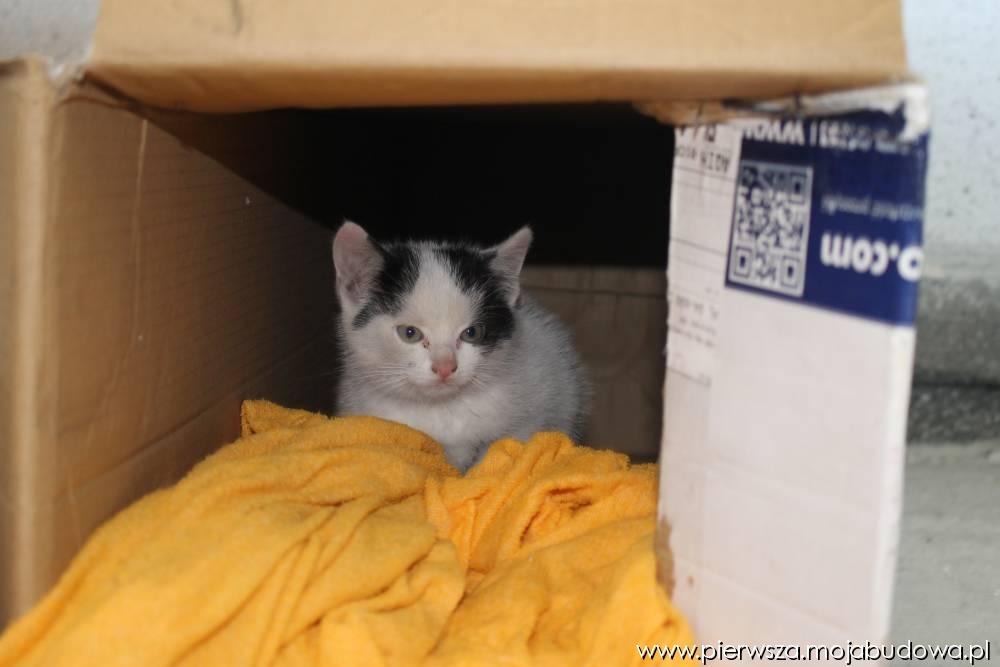 blog budowlany - mojabudowa.pl