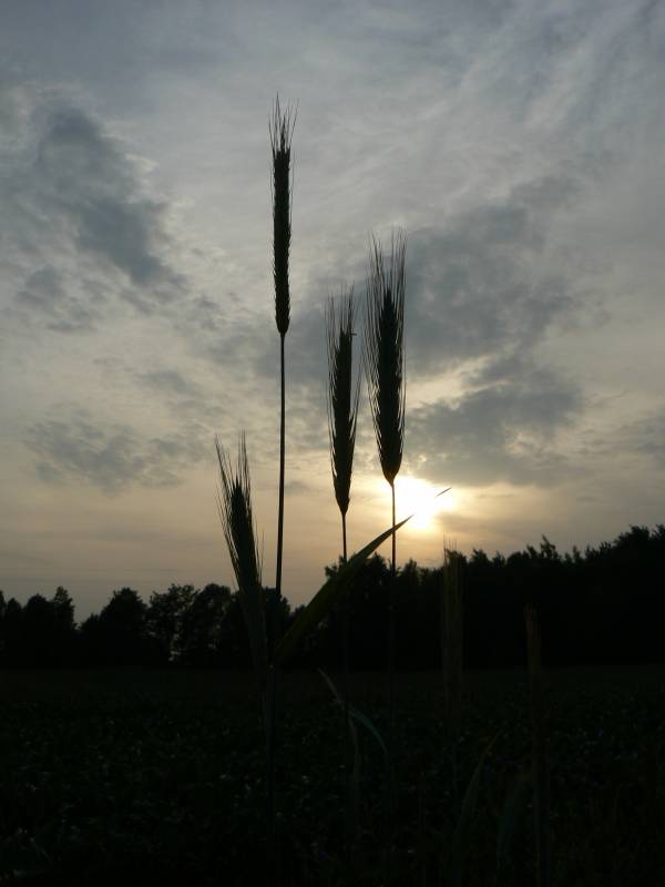 mojabudowa.pl - blog budowlany