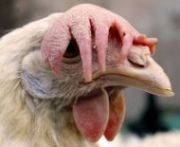 blog budowlany - avatar z98muniek