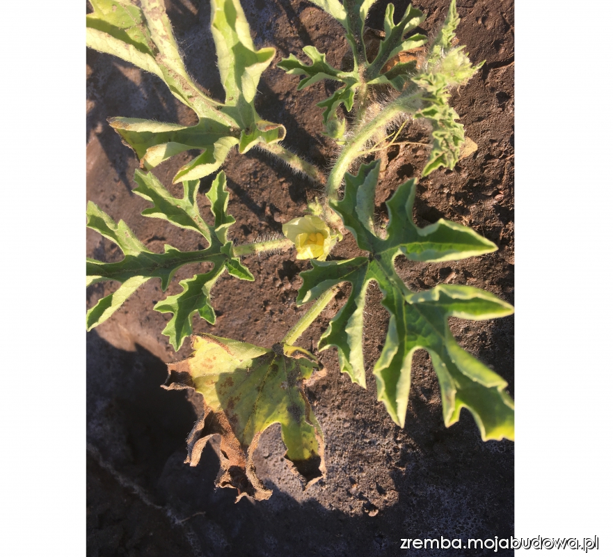 mojabudowa.pl - blog budowlany