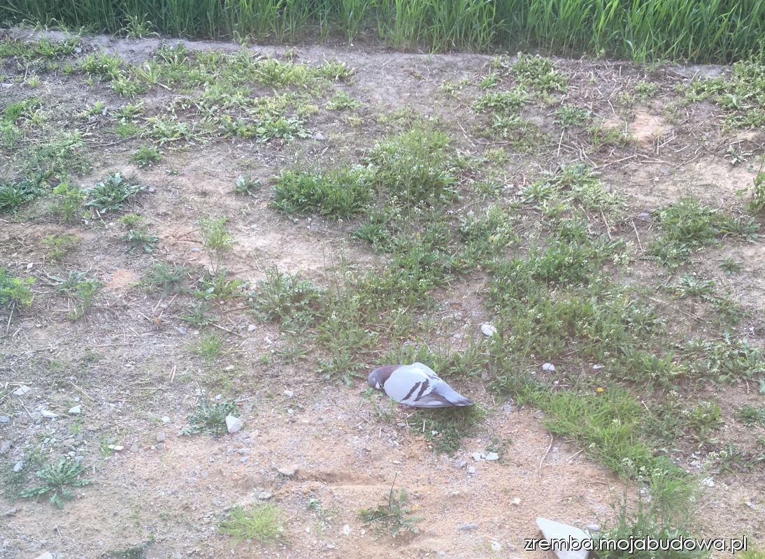 mojabudowa.pl - blog budowlany